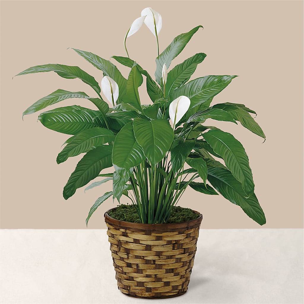 Tranquil Moments Peace Lily Plant – KELLY ANN'S FLORAL, Wilkes Barre PA