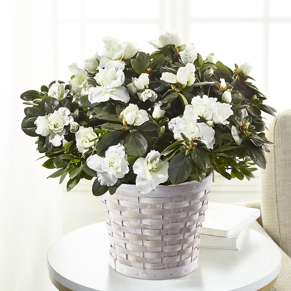 White Azalea Plant – KELLY ANN'S FLORAL, Wilkes Barre PA