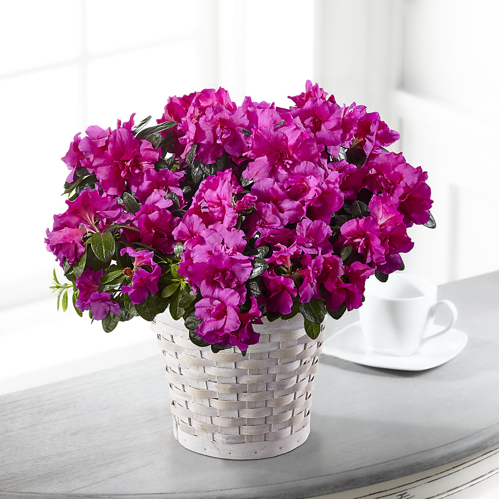 Hope & Serenity Azalea Plant – KELLY ANN'S FLORAL, Wilkes Barre PA