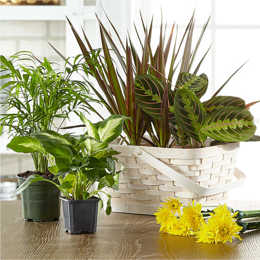 Florist Designed Blooming and Green Plants in a Basket – KELLY ANN'S FLORAL, Wilkes Barre PA