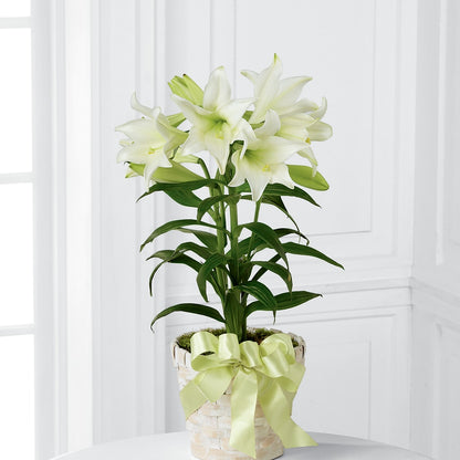 Easter Lily Plant – KELLY ANN'S FLORAL, Wilkes Barre PA