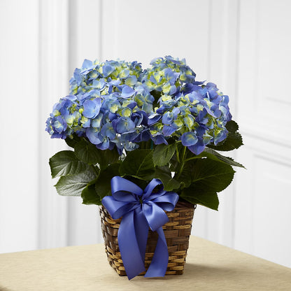 Blue Hydrangea Planter – KELLY ANN'S FLORAL, Wilkes Barre PA