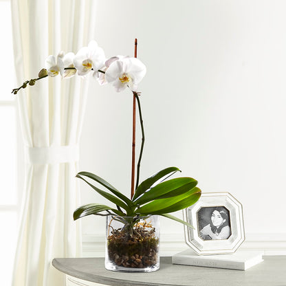 White Orchid Planter – KELLY ANN'S FLORAL, Wilkes Barre PA